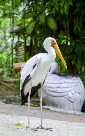 image of bird at bird park blur and soft background at day lightの写真素材