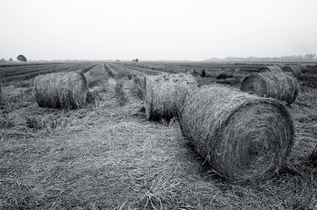 black and white image group of paddy straws