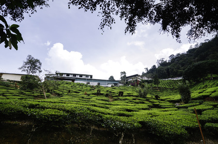 Cameron Highland tea plantation at sunny day.cloudy sky, bungalow on hill top surrounding by tea...
