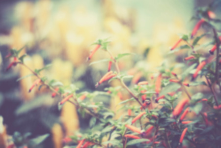 closed up and blurred nature image background of wild flowerの写真素材