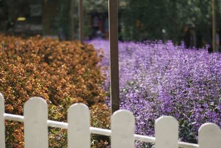blurred background image of orange plants and lavender at nurseryの写真素材