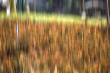 blurred background image of red and yellow plant at nursery with metal water sprinklerの写真素材