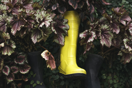 yellow rubber boot hanging on the stump, surrounded by green leaves.