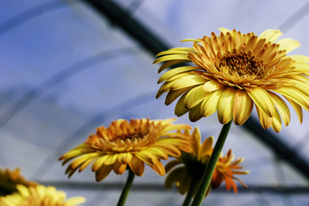 selective focus image of orange blooming Gerbera plant in the nursery.blurred background at sunny...