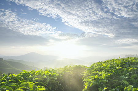 Scenery of a tea farm plantation at Cameron Highland, Malaysia with cloudy sky and sunlight. Soft focus and some motion blur due to long exposure.の写真素材
