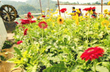 blurred image background colorful daisy flower in the greenhouse at sunny dayの写真素材