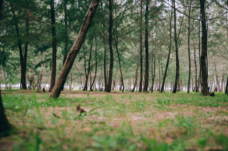 surface level and blurred image man made forest on the seashore with unidentified people.の写真素材