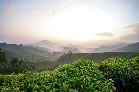 Beautiful morning scenery of Cameron Highland Tea Plantation,, Malaysia with red and yellow sky light.の写真素材