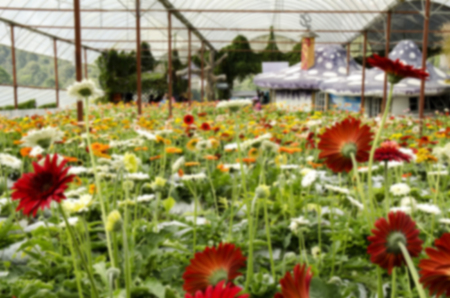 blurred image background of blooming colorful Flower in a modern greenhouse nursery located in Cameron Highland, Malaysia.の写真素材