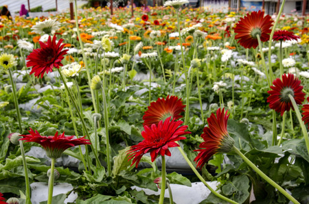 Blooming colorful Gerbera Flower in a modern greenhouse nursery located in Cameron Highland, Malaysia.の写真素材