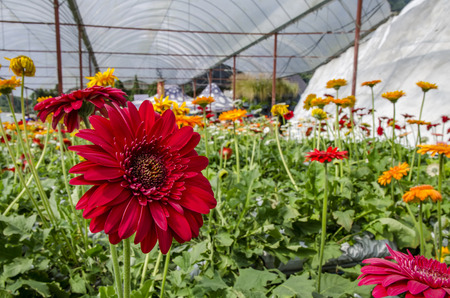 blooming colorful Gerbera Flower in a modern greenhouse nursery located in Cameron Highland, Malaysia.の写真素材