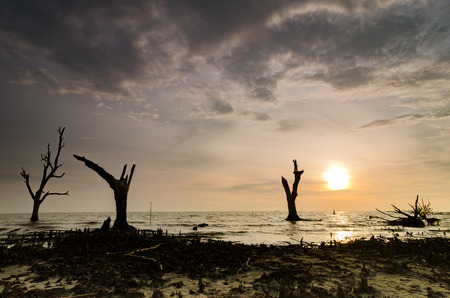 silhouette image of stump and root during low tide water over magical light during sunset. image may contain grain and soft focus due tu long exposure shotの写真素材