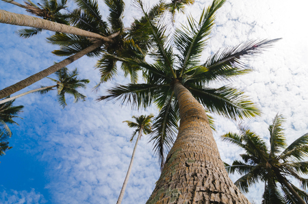 beautiful nature, coconut tree over cloudy blue sky background in Terengganu, Malaysiaの写真素材