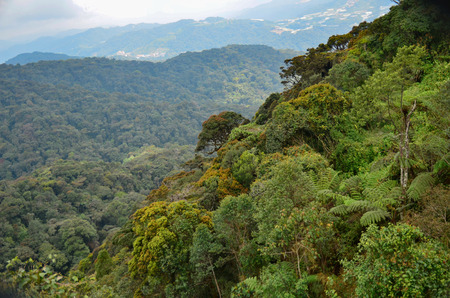 green tropical rain forest