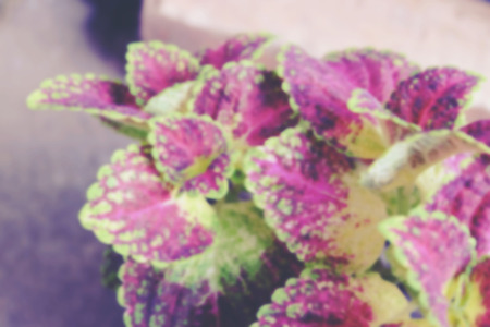 selective focus shot and blurred image, Coleus ( Solenostemon scutellaides) plant in ceramic pot. vantage color effect.の写真素材