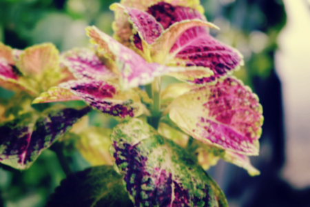selective focus shot and blurred image, Coleus ( Solenostemon scutellaides) plant in ceramic pot. vantage color effect.の写真素材