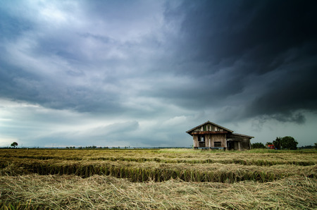 Abandon wooden house surrounded by paddy field during harvesting season. dramatic clouds rain background.selective focus and image may contain grainの写真素材