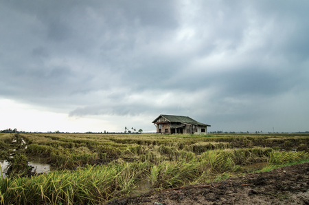 Abandon wooden house surrounded by paddy field during harvesting season. dramatic clouds rain background.selective focus and image may contain grainの写真素材