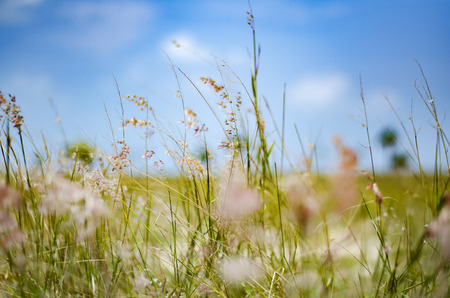 blurred and soft focus, closed up image of green grass at sunny day