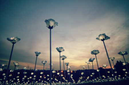 Abstract  and blurred image, LED white roses with vantage color tone over sunset backgroundの写真素材