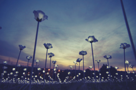Abstract  and blurred image, LED white roses with vantage color tone over sunset backgroundの写真素材