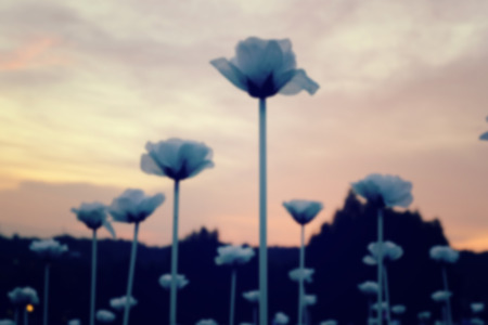 blurred image, White LED roses over sunset background