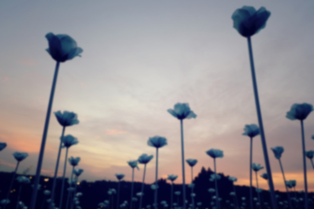 blurred image,White LED roses over magical sunset backgroundの写真素材