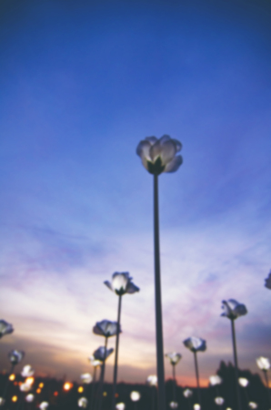blurred image of White LED roses over sunset backgroundの写真素材