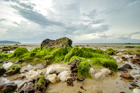 beautiful green algae on the stone at the beach during low tide water. sunlight and dark clouds. wave lapping and clear waterの写真素材