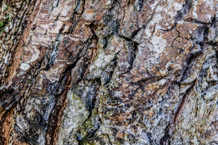 image background, surface and texture detail of rough tree skin.selective focus shot