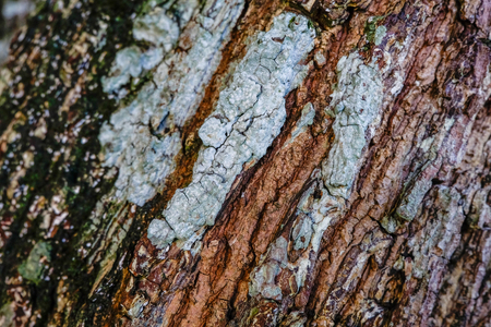 image background, surface and texture detail of rough tree skin.selective focus shotの写真素材