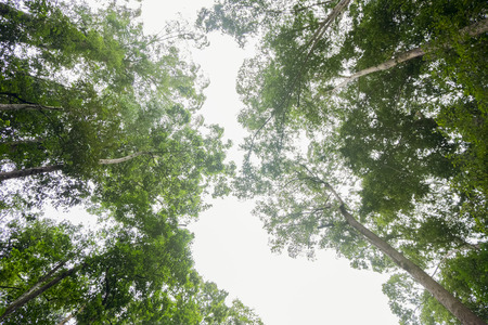 Looking up to the sky through tropical rain forest canopyの写真素材