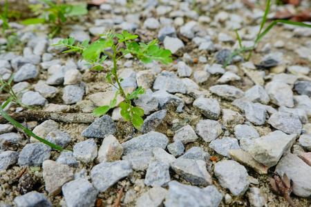 close-up and selective shot of green plant growth surrounded by grey stoneの写真素材