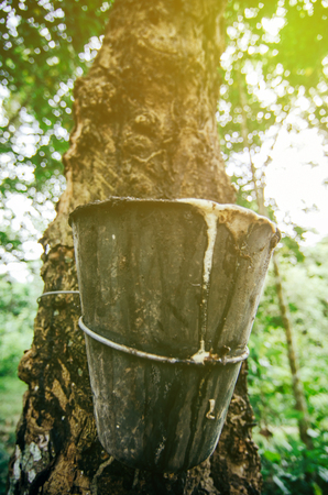 Closed up and selective focus image of latex extracted from rubber tree for natural rubber industriesの写真素材