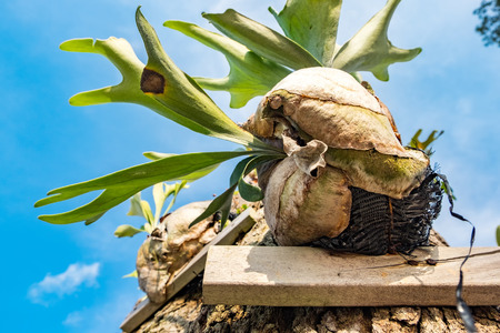 Selective focus and closed up image Staghorn Ferns (Platycerium Holttumii) plant over blue sky...