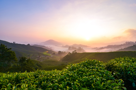 Stunning scenery of Cameron Highland sunrise loacated in Malaysia, popular with cold weather and tea plantationの写真素材