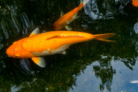 Beautiful and varieties of Koi fish in the pondの写真素材