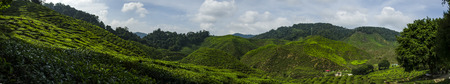 Beautiful panorama view at Cameron Highlands, Malaysia with green nature tea plantation near the hill. Image contain grain, noise and soft focus due nature composition.の写真素材