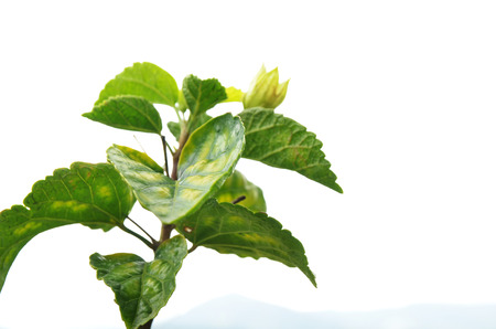 sunflower tree over white backgroundの写真素材