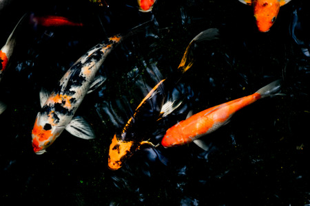 Abstract image,beautiful and varieties of Koi fish in the pondの写真素材