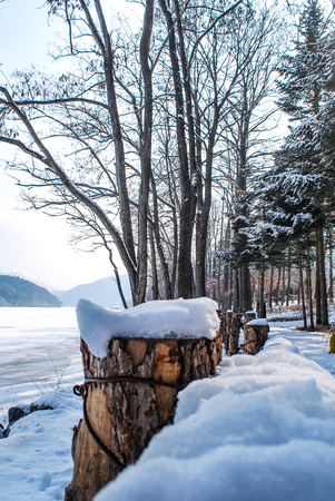 Close up image, beautiful nature with snow during winter season,の写真素材