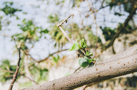 closed up shoot, branches with green buds at sunny dayの写真素材