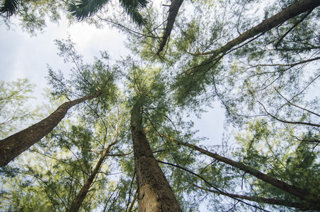 lower angle shot, under the trunk of sea oak tree (Casuarina equisetifolia) parkの写真素材