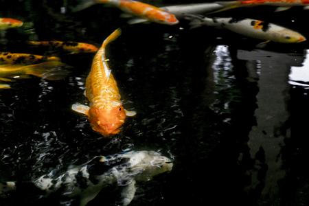 abstract image of koi fish in the pond and dark background with water rippleの写真素材