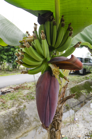 banana flower (Musa acuminata) blossom with little bananas on the tree at sunny dayの写真素材