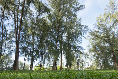 beautiful park under bright sunlight.green grass and sea oak treeの写真素材