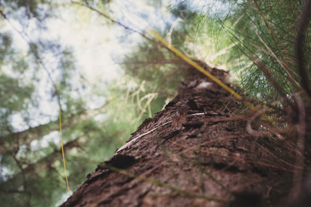 Looking up from under sea oak tree forest with worm eye view concept.Selective focus texture on trunk shot.の写真素材