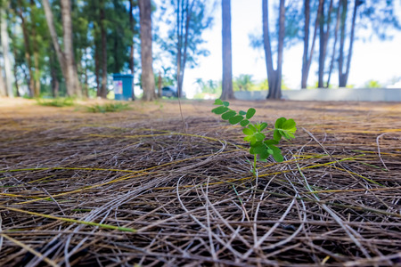 green tiny bud on the ground with dry casuarina leavesの写真素材