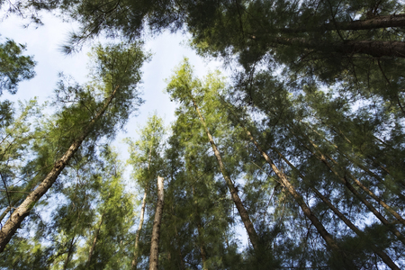 Looking up from under sea oak tree forest with worm eye view concept.Selective focus texture on trunk shot.の写真素材