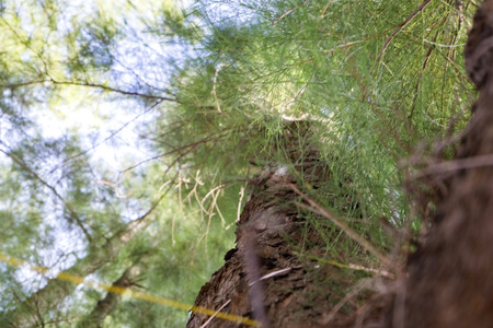 Looking up from under sea oak tree forest with worm eye view concept.Selective focus texture on...
